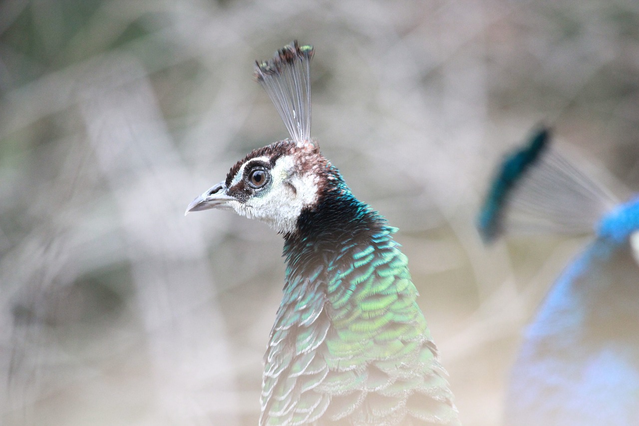 peacock bird feather free photo