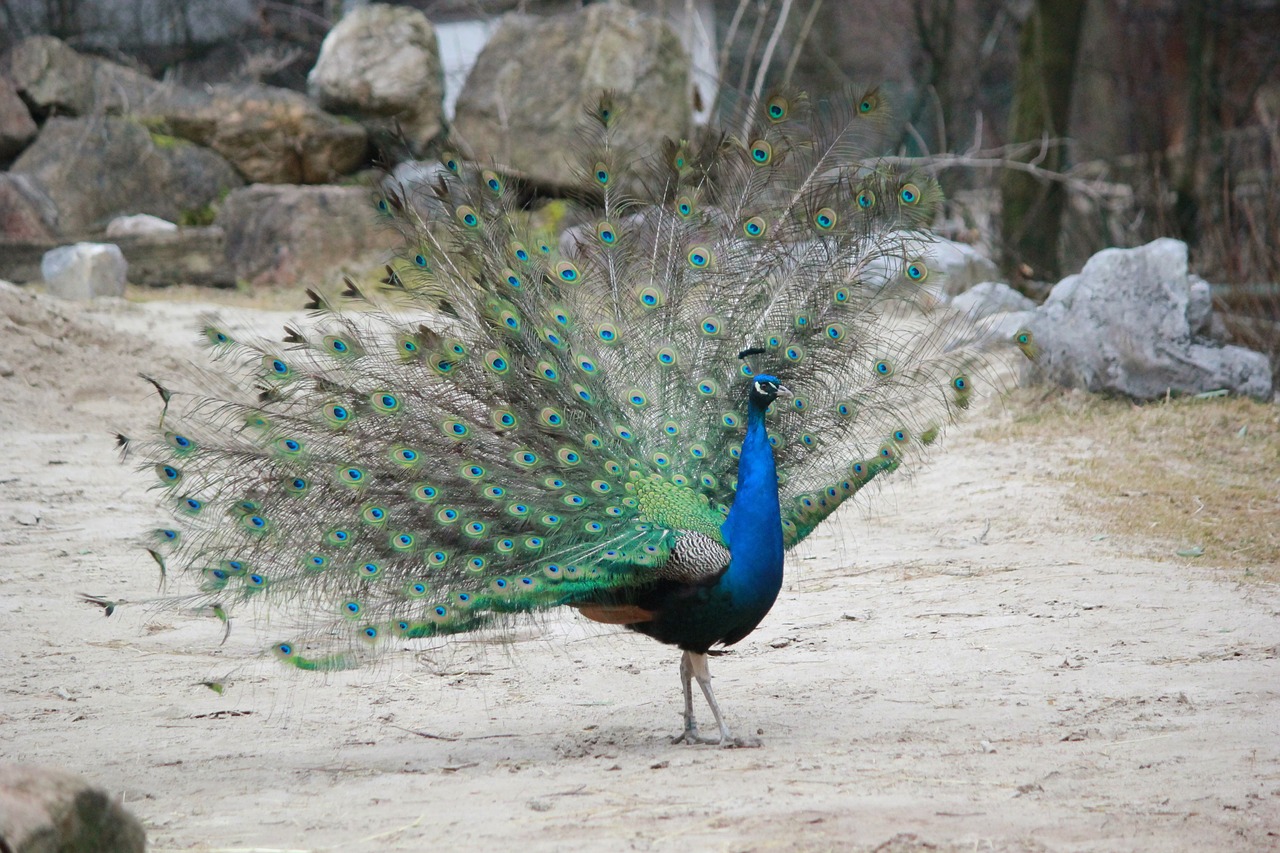 peacock bird animal free photo