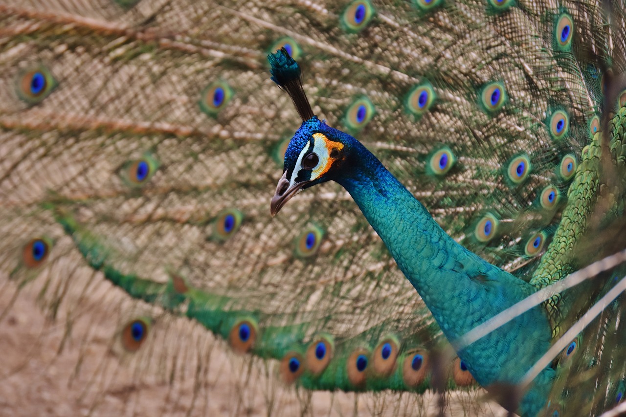 peacock bird colorful free photo
