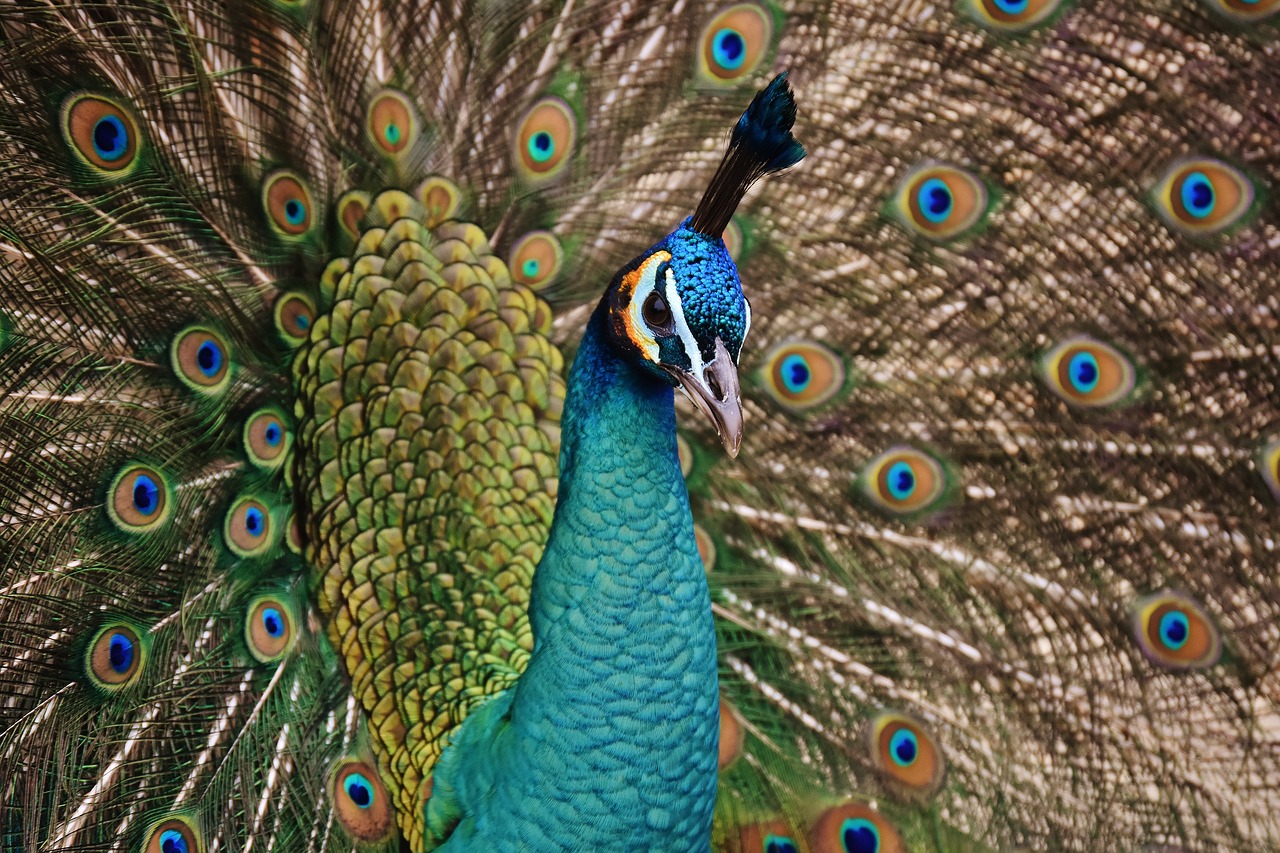 peacock bird colorful free photo