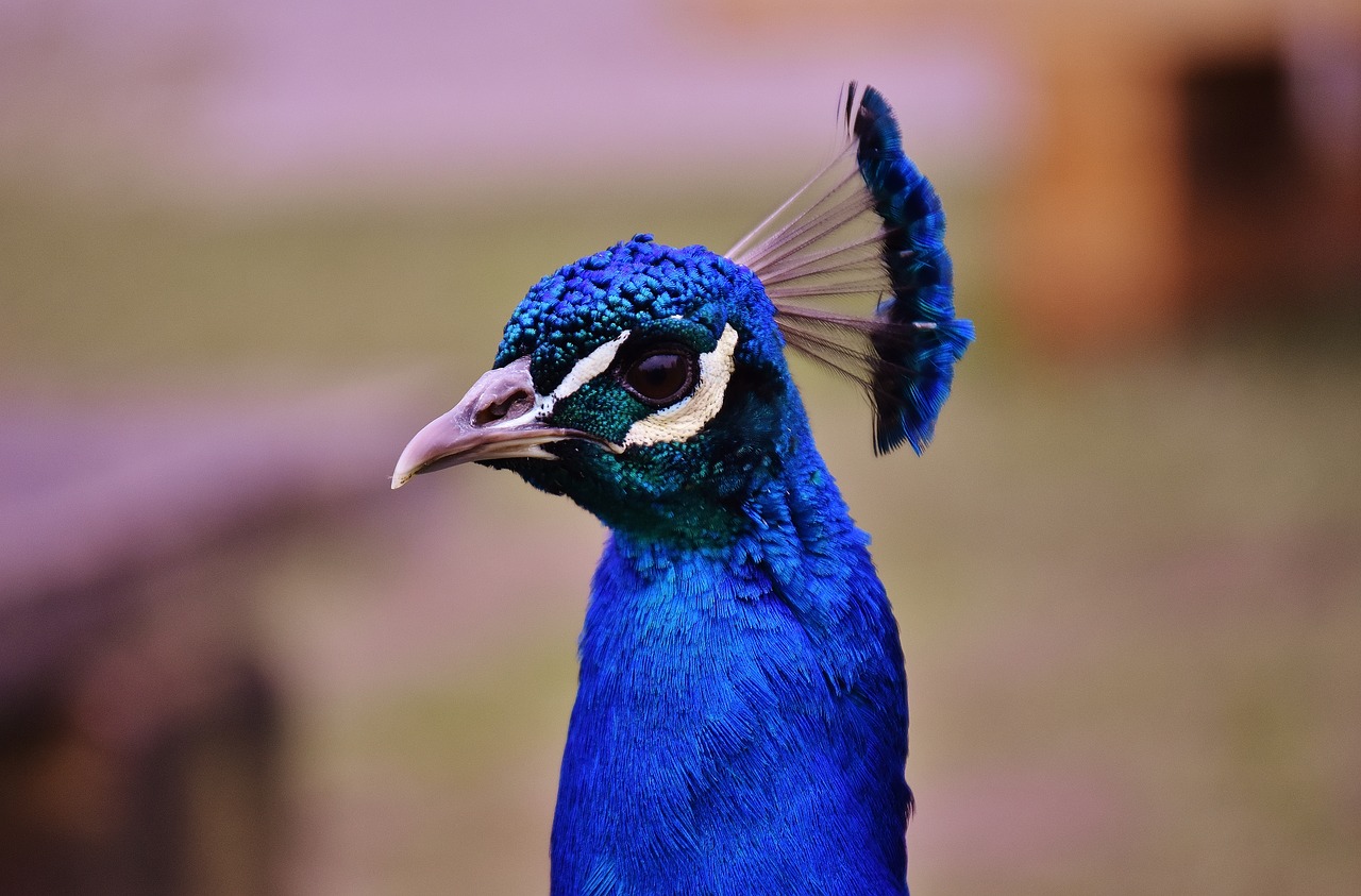 peacock bird animal free photo