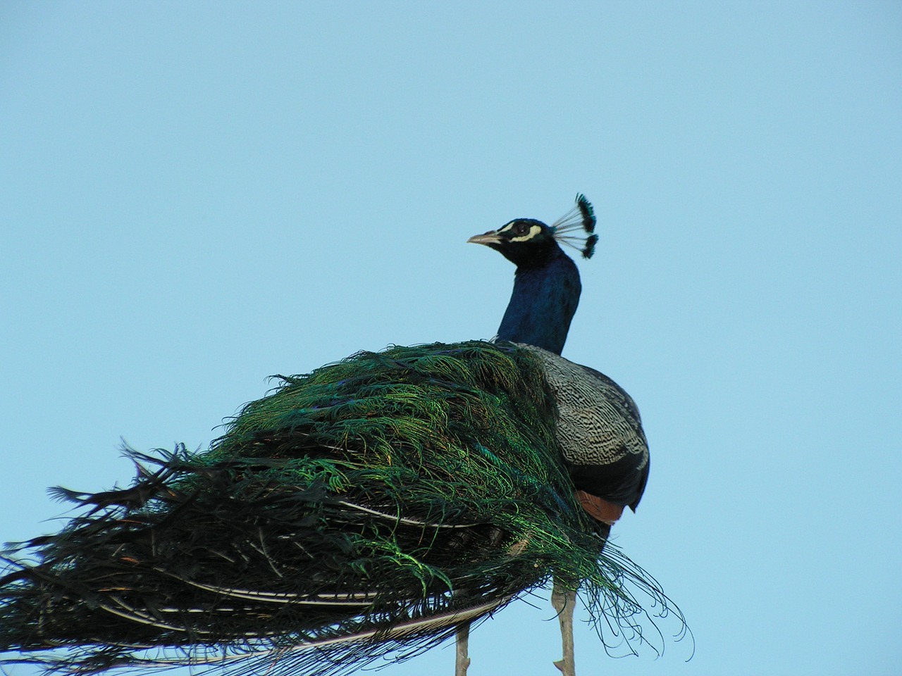 peacock bird zoo free photo