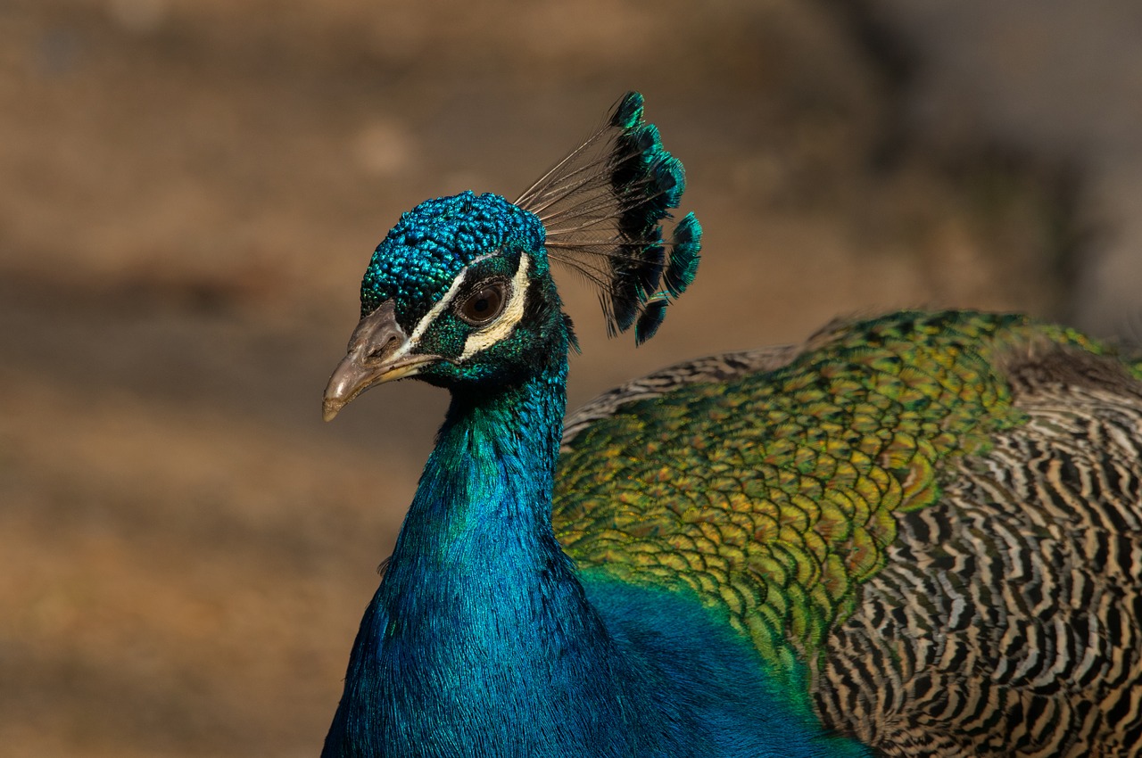 peacock bird zoo free photo