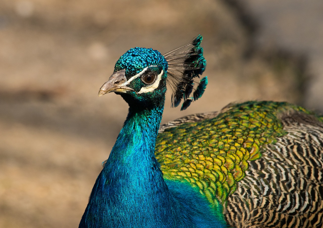 peacock bird zoo free photo