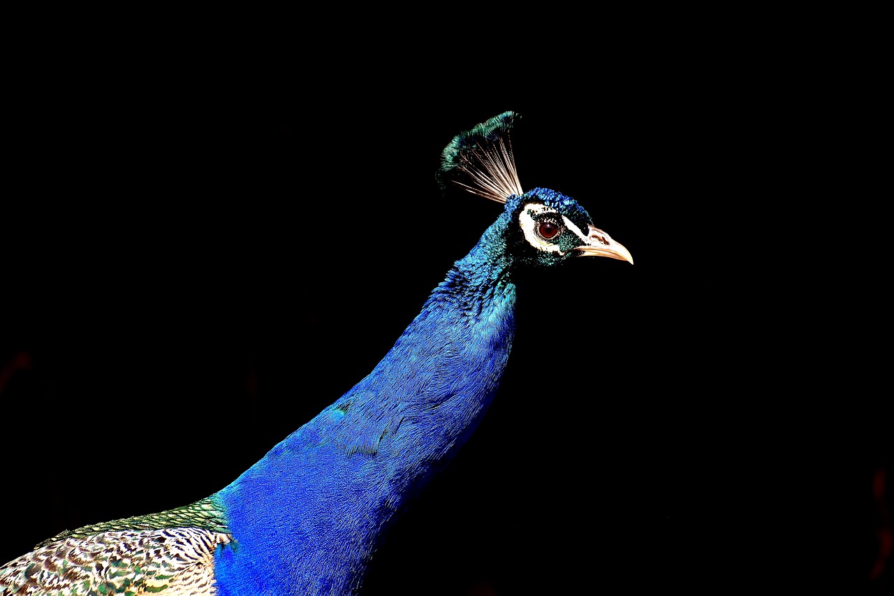 peacock pride bird free photo