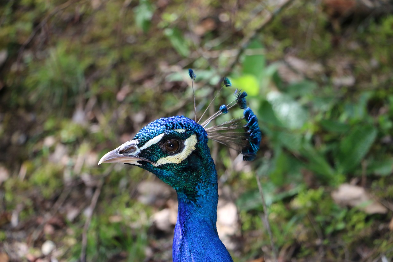 peacock montemor zoo free photo