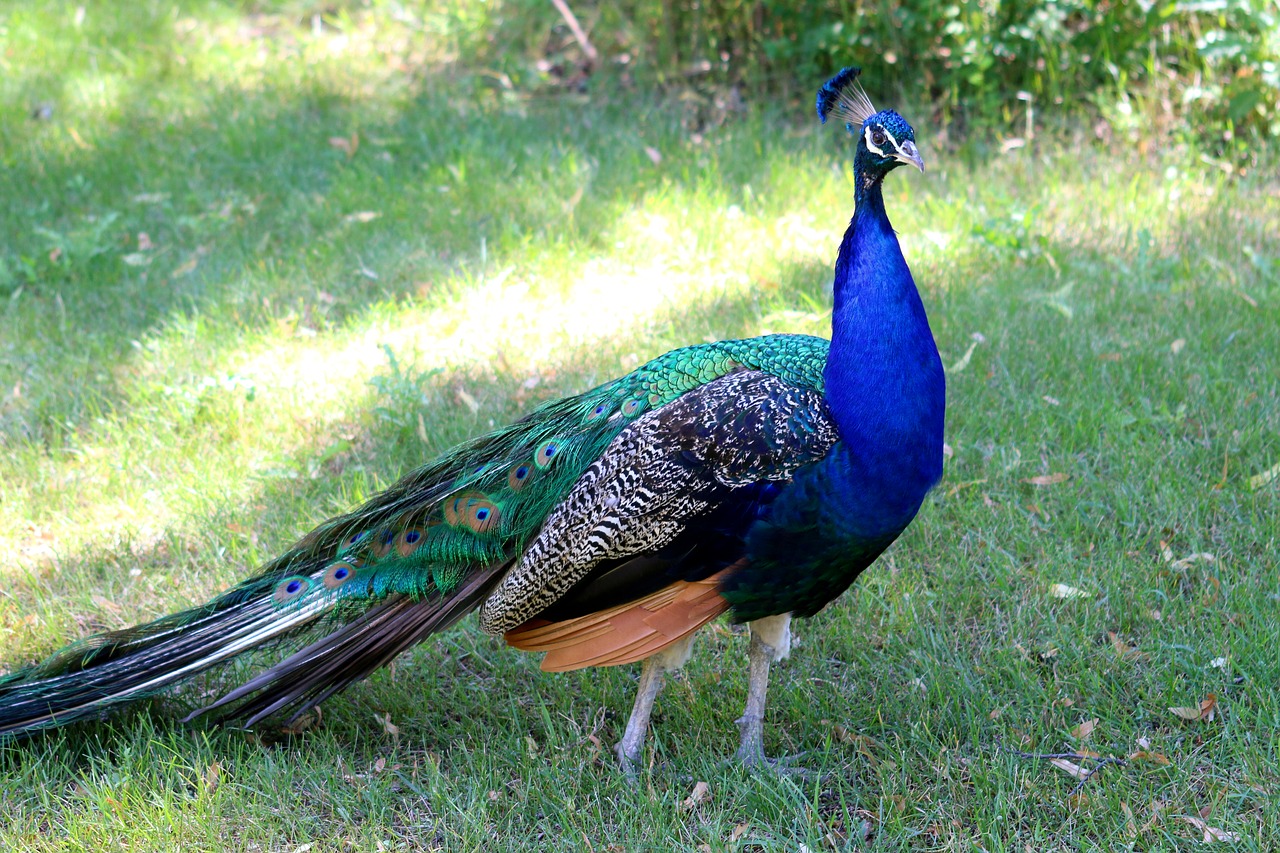 peacock bird wildlife free photo