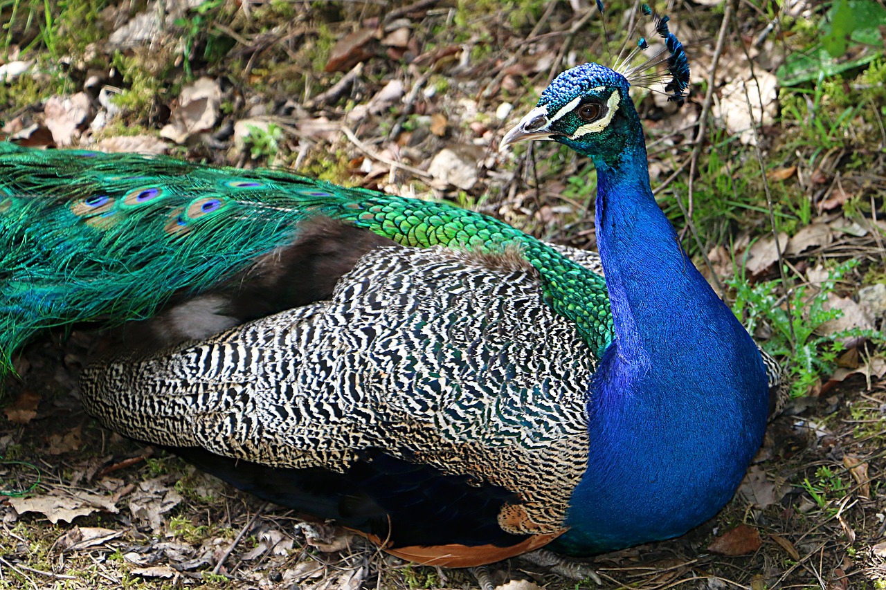 peacock montemor zoo free photo