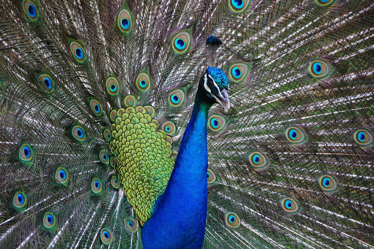 peacock bird animal free photo