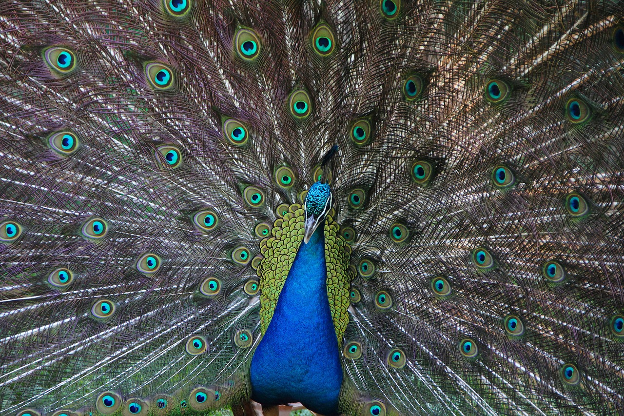 peacock zoo bird free photo