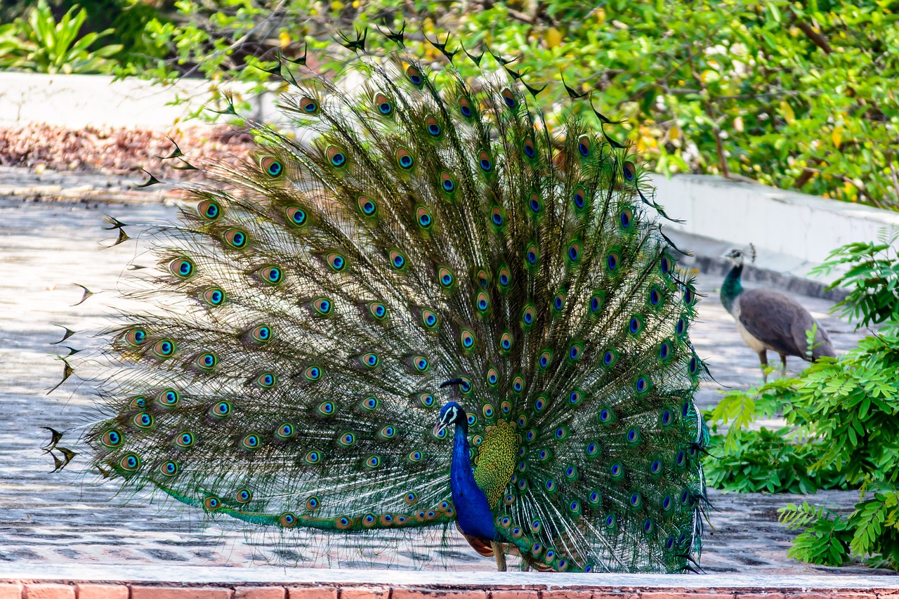 peacock bird plumage free photo