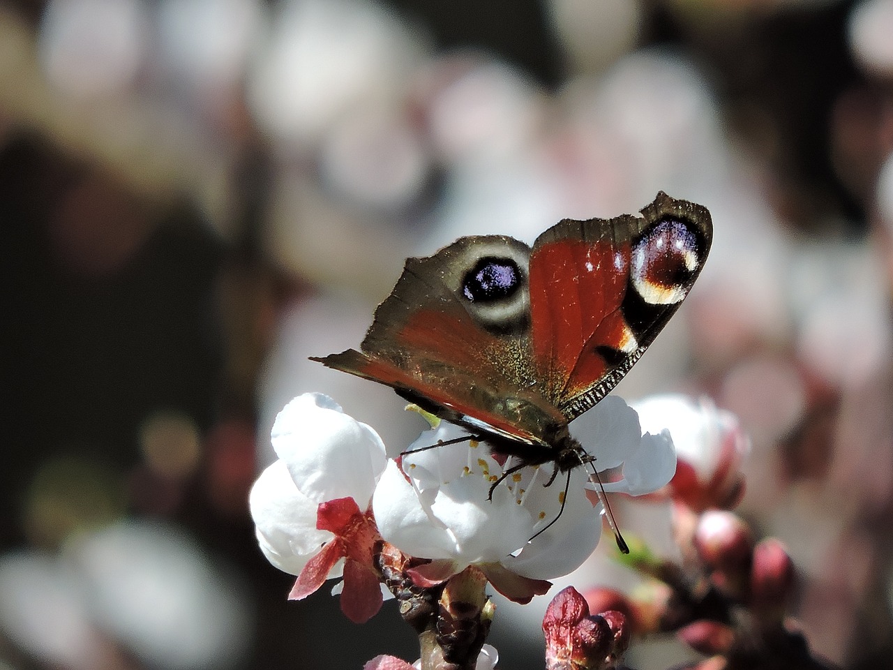 peacock blossom bloom free photo