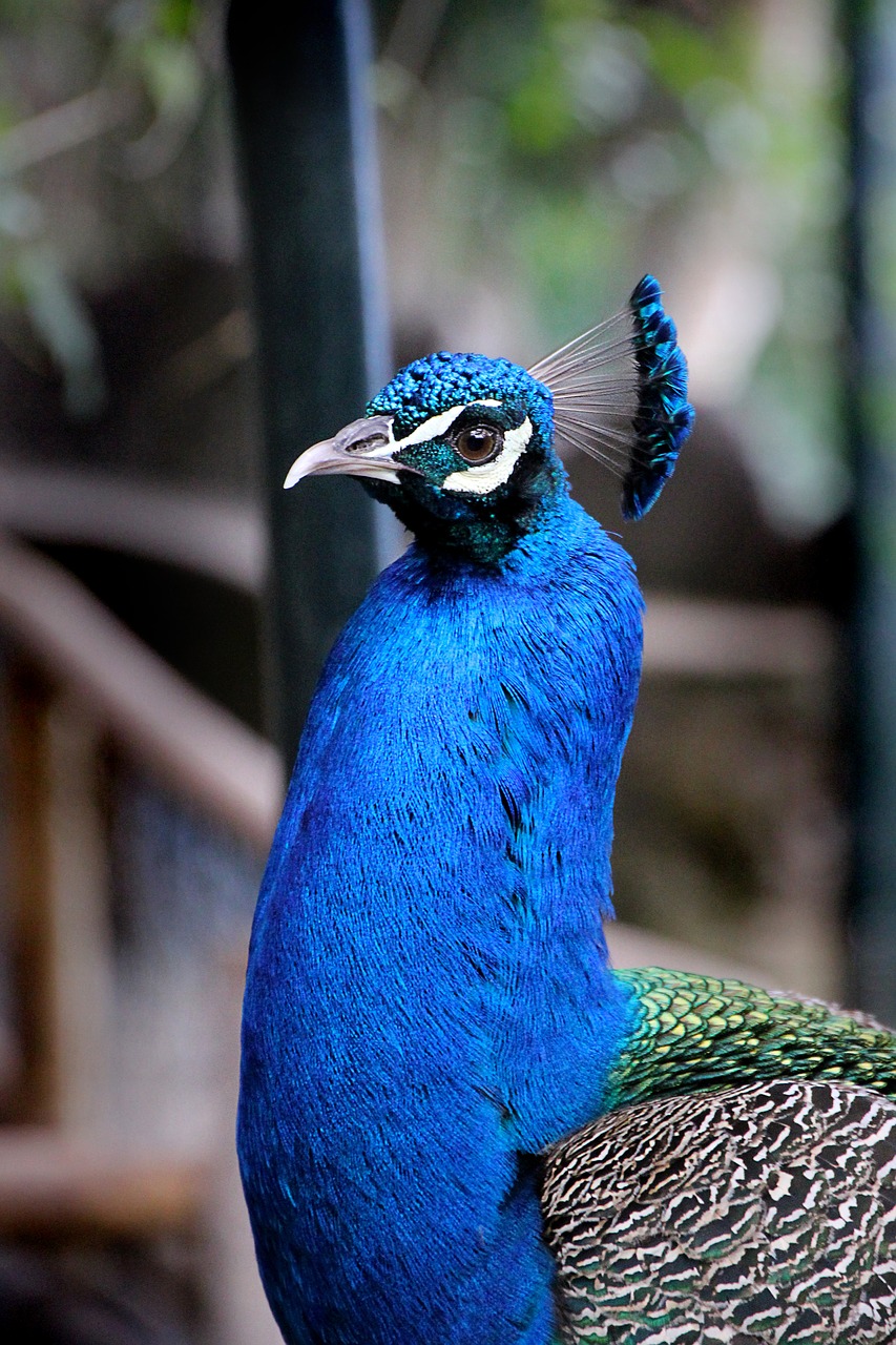 peacock bird blue free photo