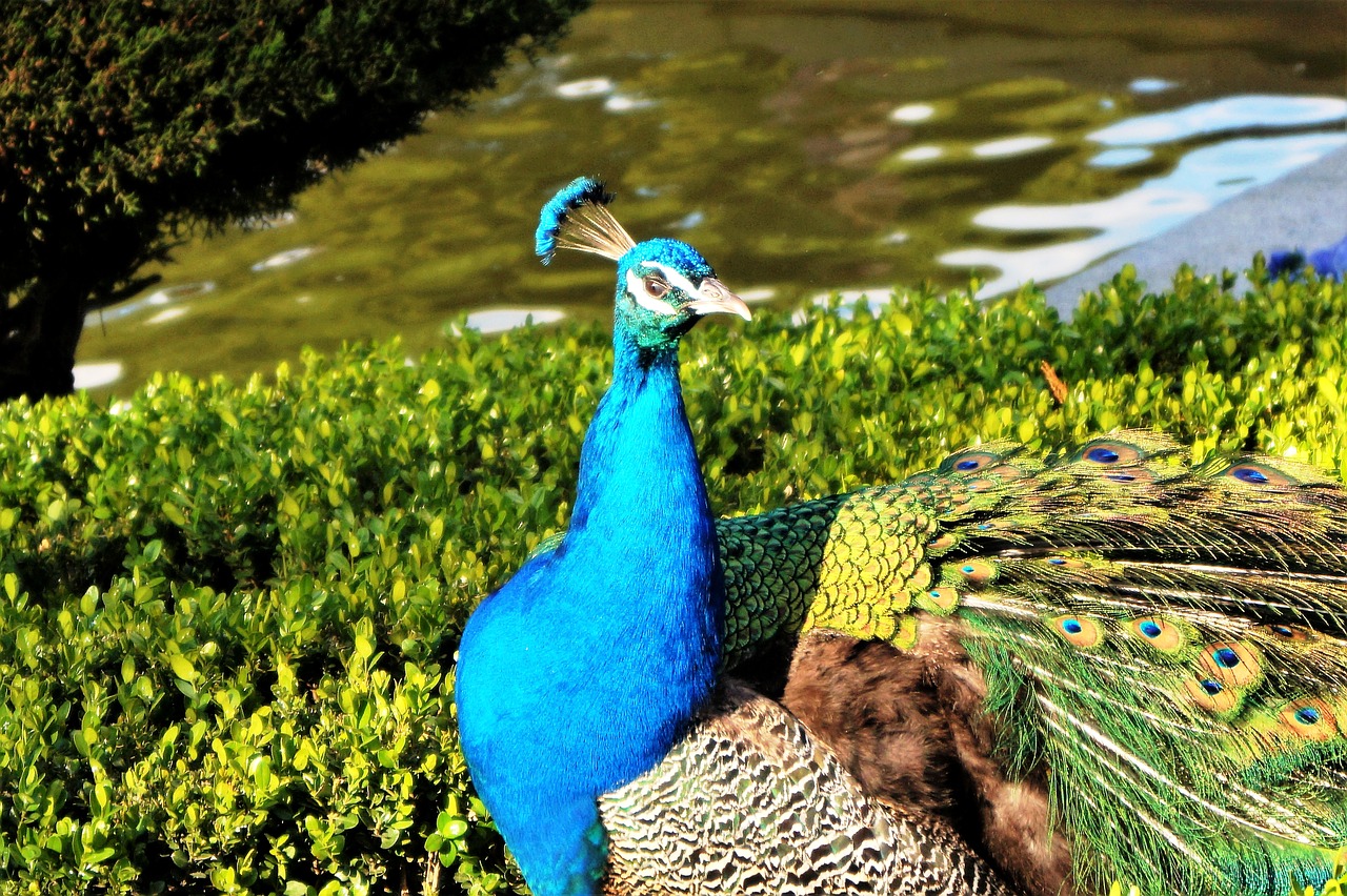 peacock the retiro madrid spain free photo