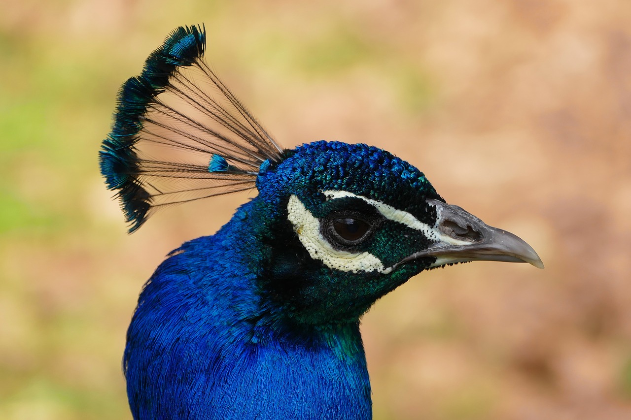 peacock bird feather free photo