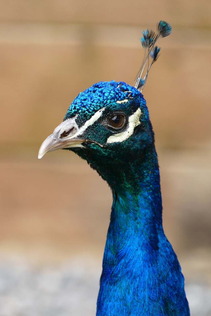 peacock bird feather free photo