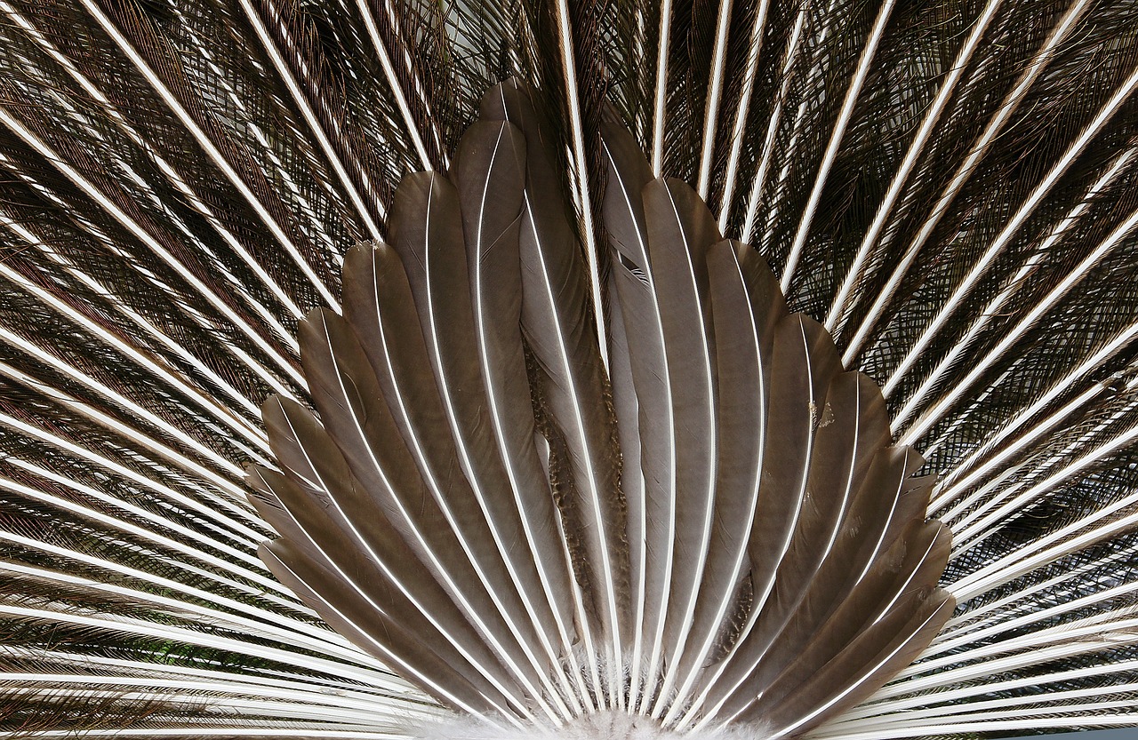 peacock tail feathers close up free photo