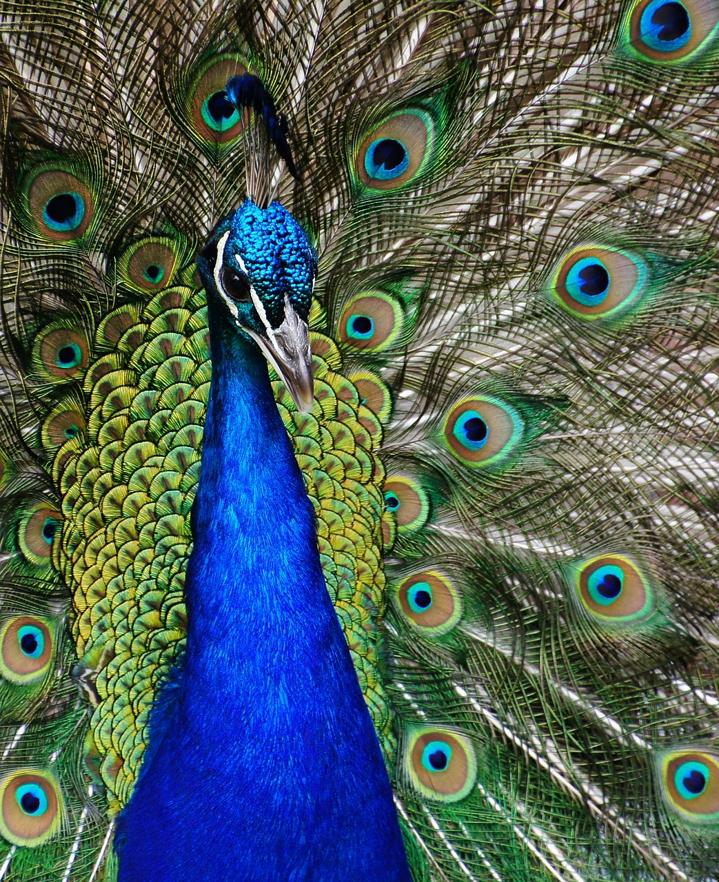 peacock close up plumage free photo