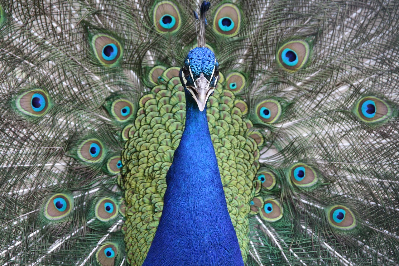 peacock bird blue free photo