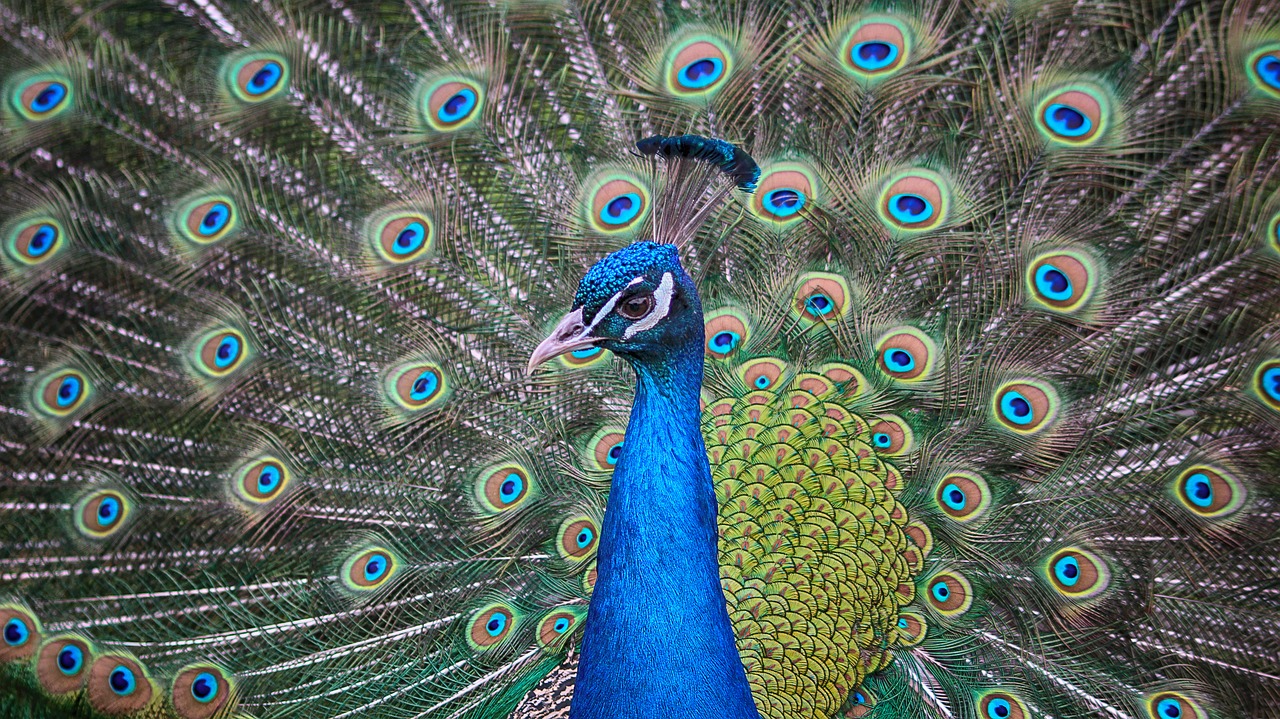 peacock eyes pauwenogen free photo