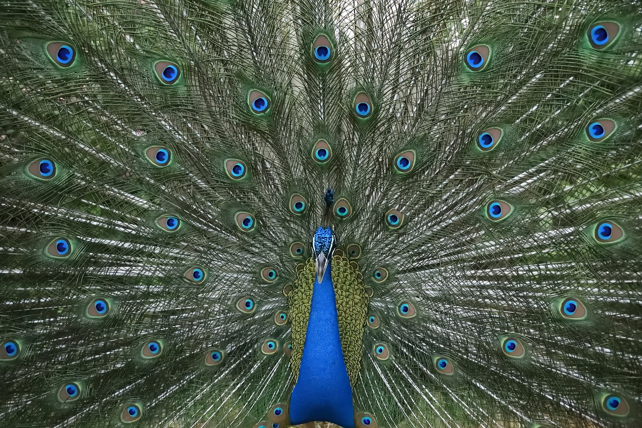 peacock dance plumage free photo