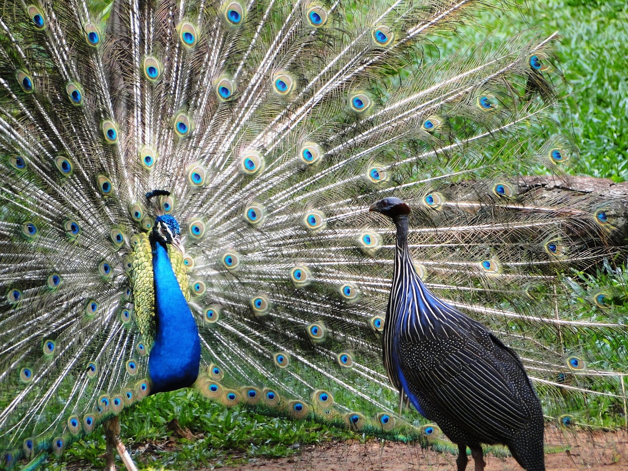 peacock bird nature free photo