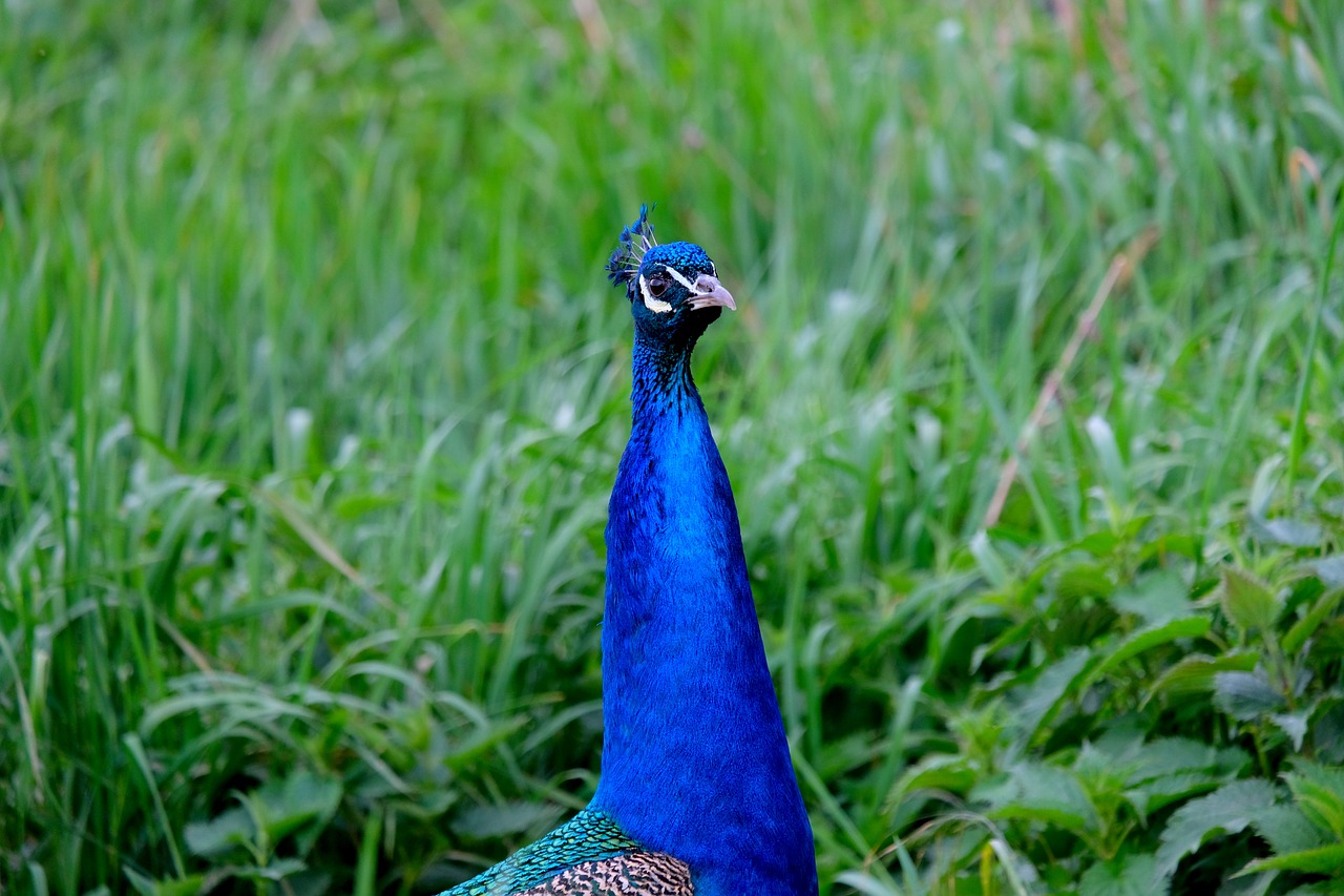 peacock bird pride free photo