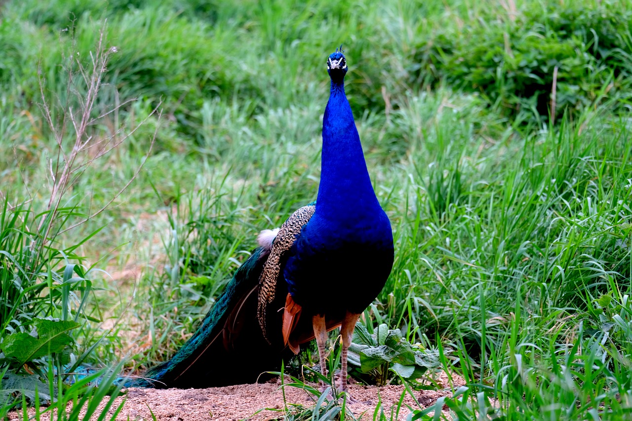 peacock bird pride free photo