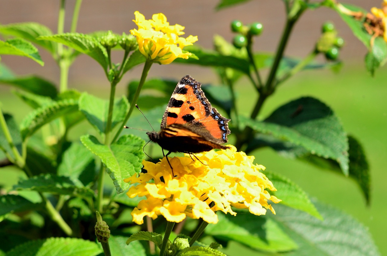 peacock butterfly insect free photo