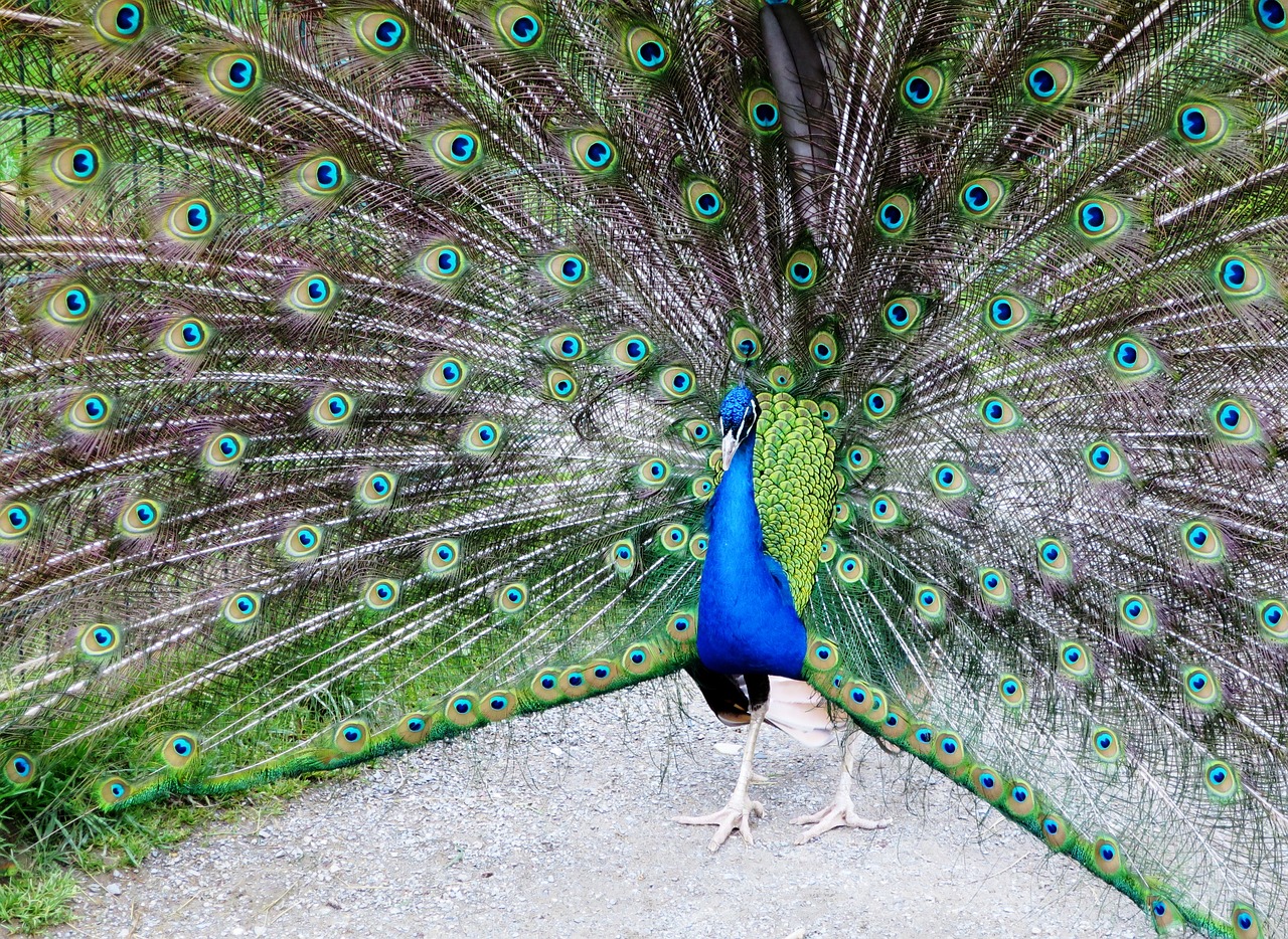 peacock peacock wheel beat rad free photo