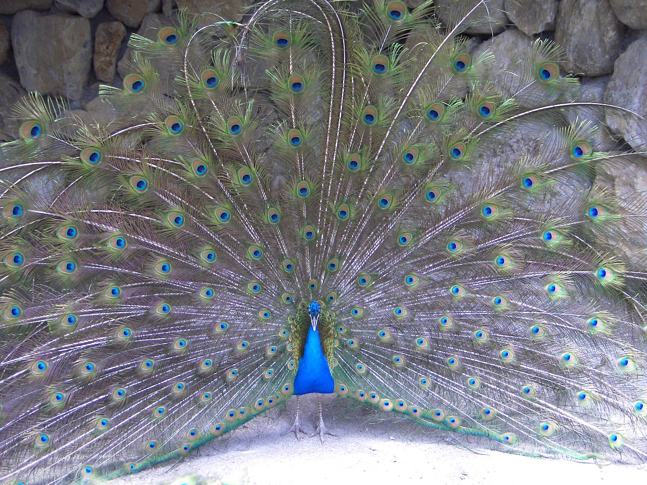 peacock beauty nature free photo