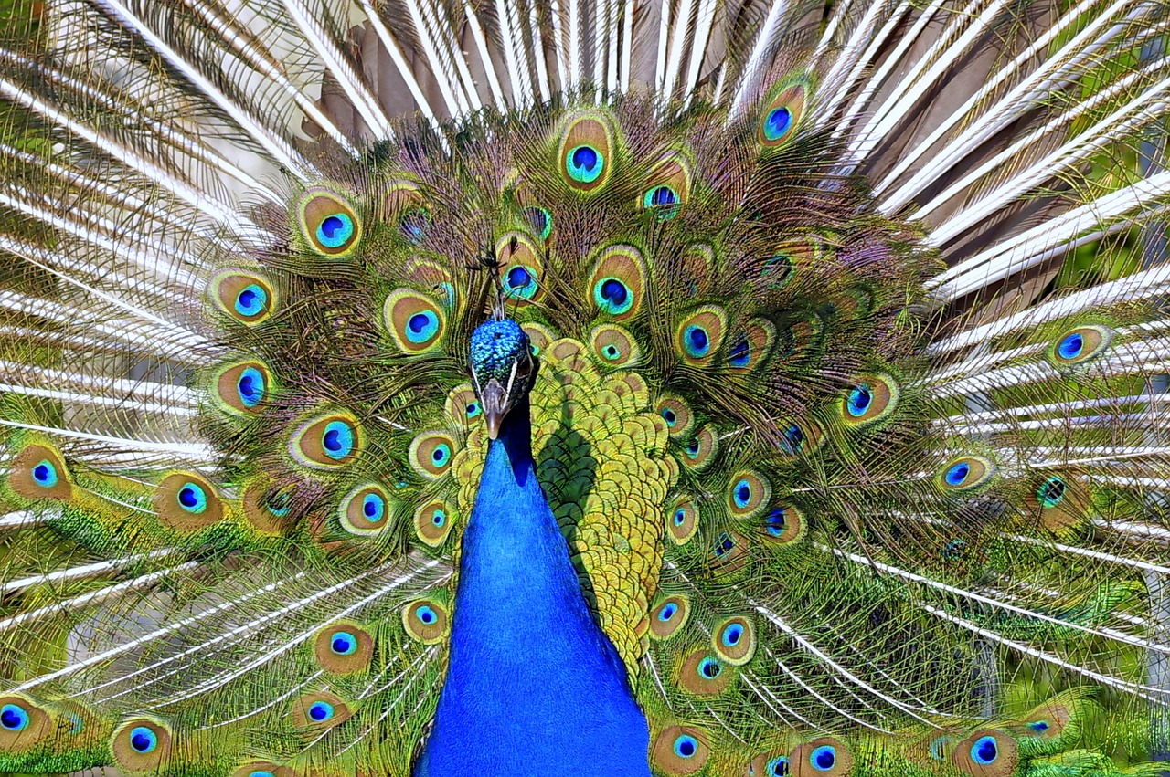 peacock tail directly free photo