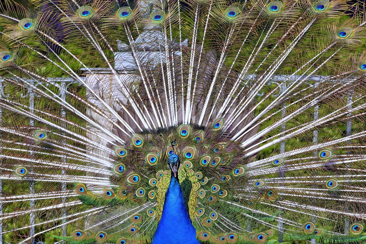 peacock tail directly free photo