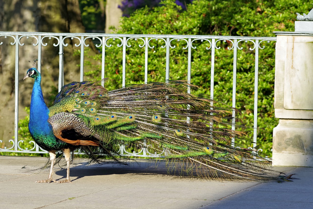 peacock tail eye free photo