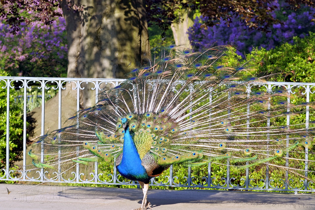 peacock tail eye free photo