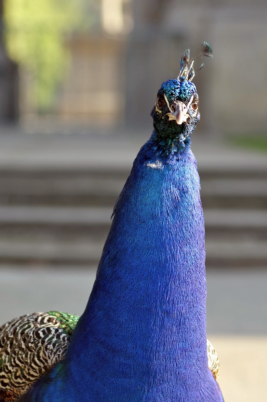 peacock the head of the look free photo