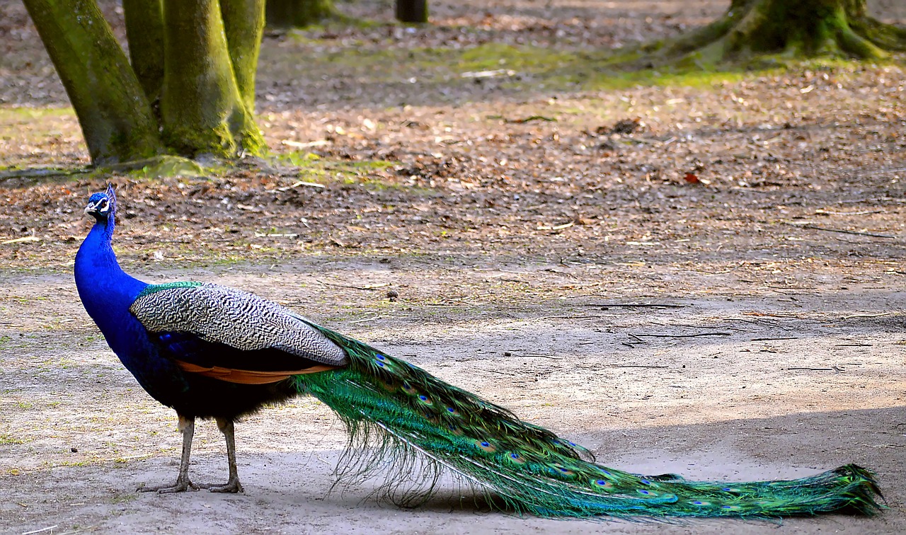 peacock colorful blue peacock free photo