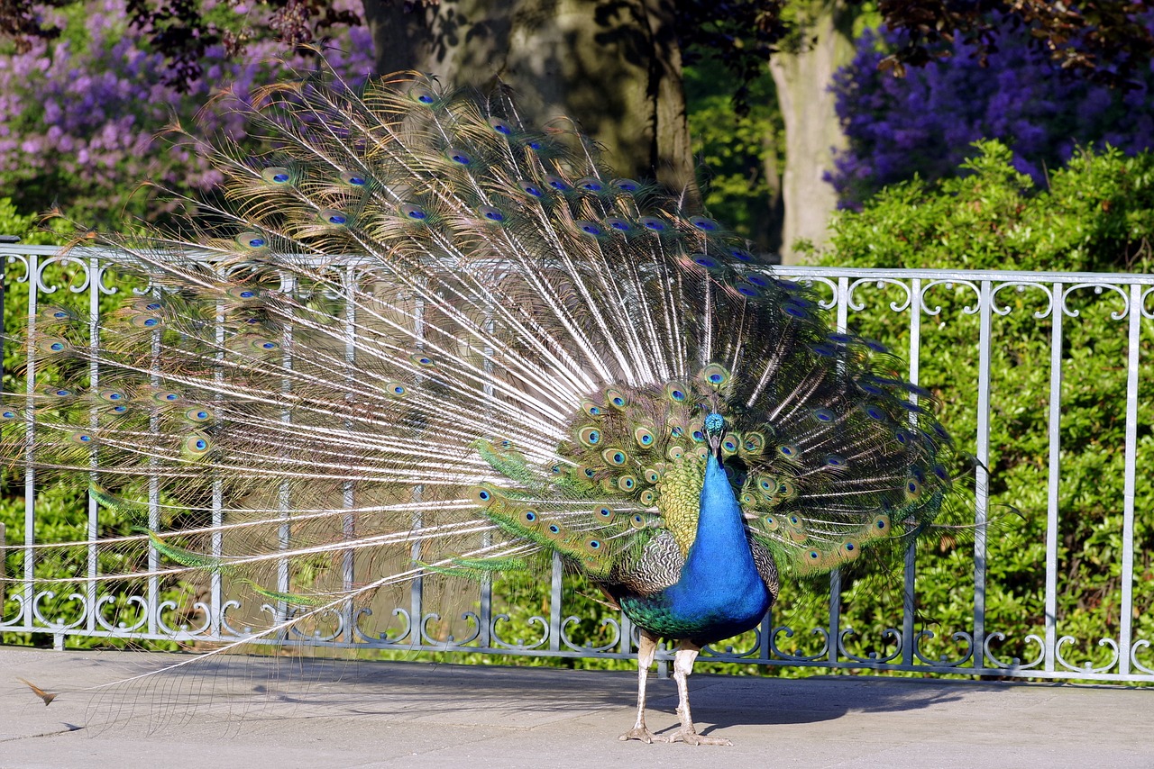 peacock bird park tail free photo