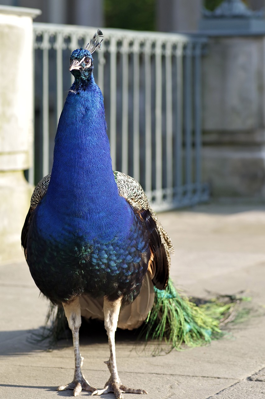 peacock bird park tail free photo