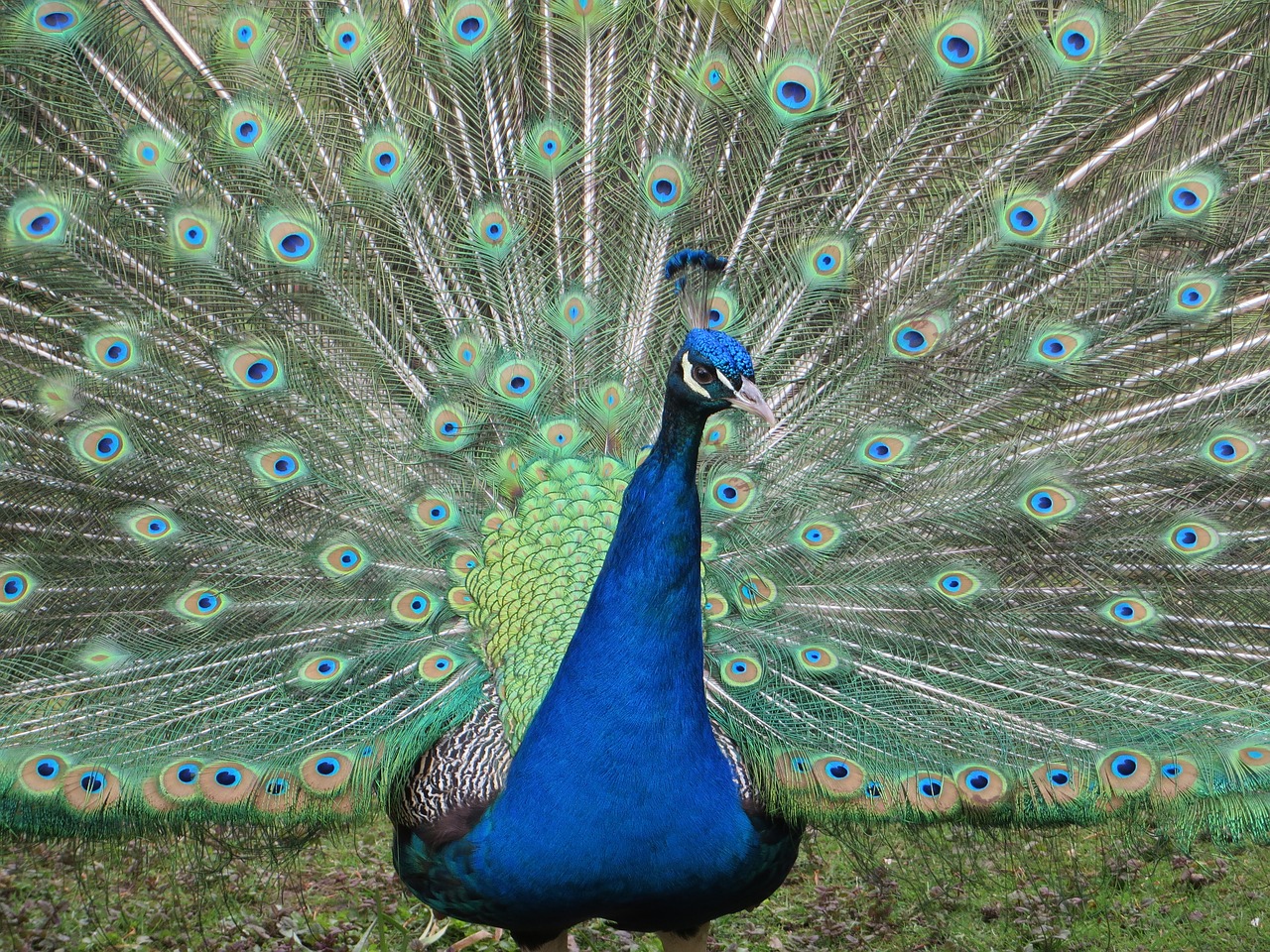 peacock color animal free photo