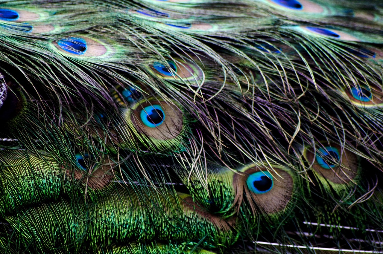 peacock pen detail free photo