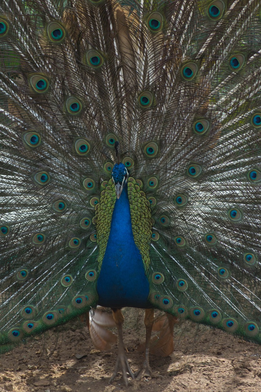 peacock tail colors free photo