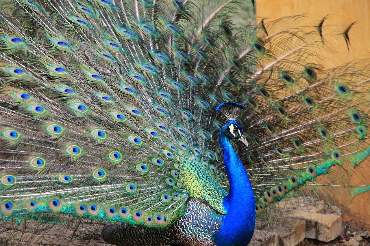 peacock animal colorful free photo