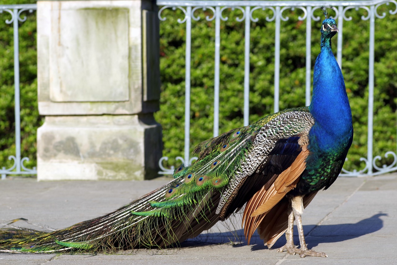 peacock dashing bird free photo