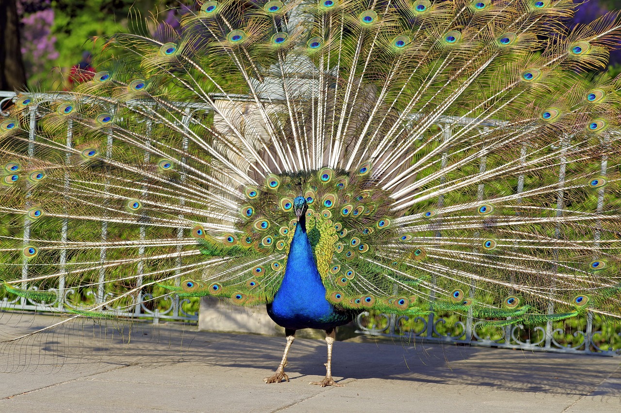 peacock dashing bird free photo