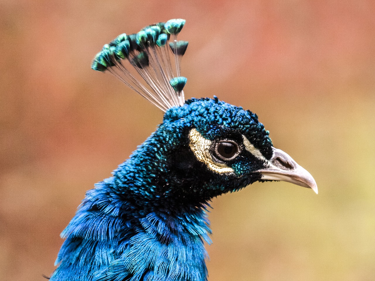 peacock bird flightless bird free photo