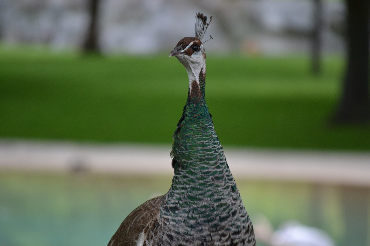 peacock bird wildlife free photo