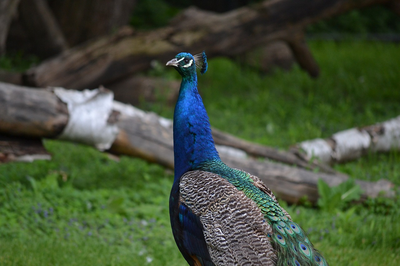 peacock bird wildlife free photo