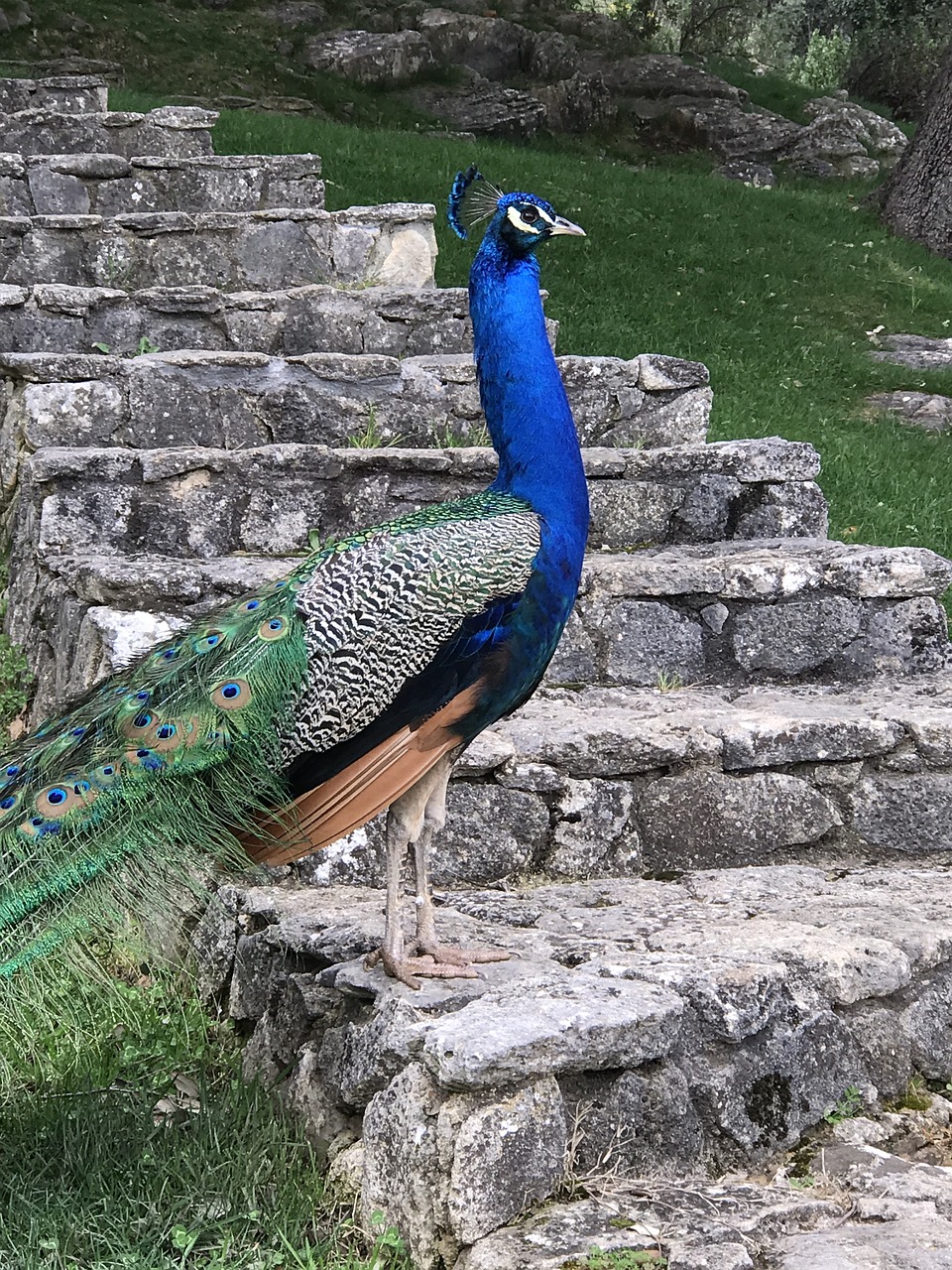 peacock feathers bird free photo