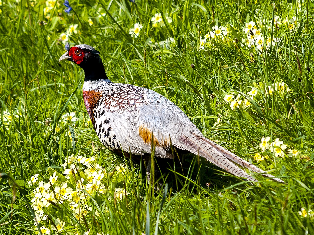 peacock bird nature free photo